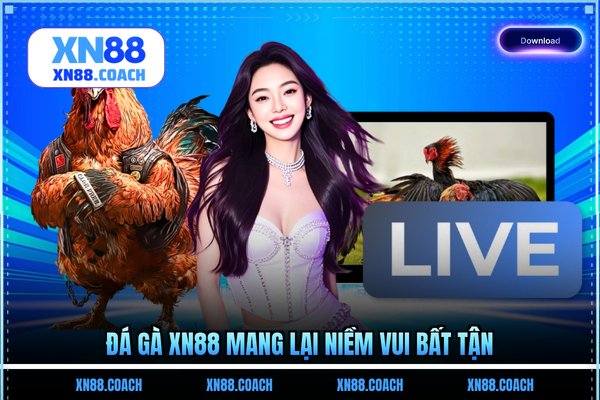 Đá gà XN88 mang lại niềm vui bất tận